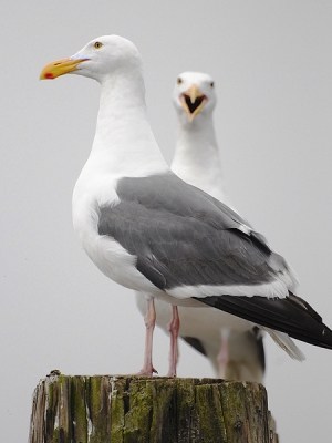 Na al die winter maar weer eens een paar foto's van de zomer aan het bekijken. Kwam deze nog tegen die ik in eerste instantie niet zo interessant vond, maar vond hem bij nader inzien toch wel leuk