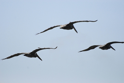 Een beetje synchroon-vliegen boven de Monterey Bay. Altijd mooi om te zien hoe ze moeiteloos over de golven zeilen