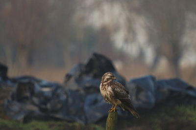 de boerderijbuizerd is een nog niet vaak gefotografeerd fenomeen