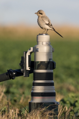 Ik heb al eerder een foto van deze tamme Steppeklapekster op Birdpix gezet. 

Terwijl ik deze foto maakte zag ik de eigenaar van de lens naast mij een schietgebedje doen..."please don't shit on my lens....!"

Groet,

Michiel

Groet, Michiel