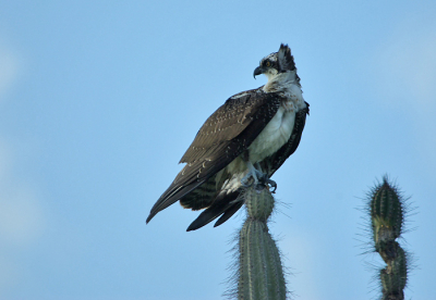 nee die cactus doet echt niet zeer aan mijn poten. opvallend met welk gemak zulke zware vogels op die naalden landen en uitkijken.