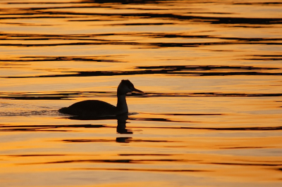 Deze fuut zwom in prachtig water toen de zon bijna onder ging...dan moet je wel fotograferen, toch?