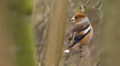 Poging 3 - dit keer de vogel selectief iets meer verscherpt. 

Appelvinkmooi, maar ik ben vermoedelijk de enige?