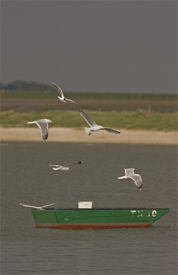 foto van even geleden op texel gemaakt, ga volgende 
week weer hopelijks valt er weer wat moois te zien