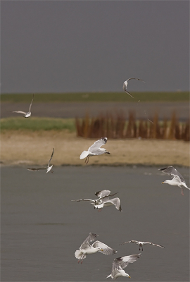 foto van even geleden op texel gemaakt, ga volgende 
week weer hopelijks valt er weer wat moois te zien