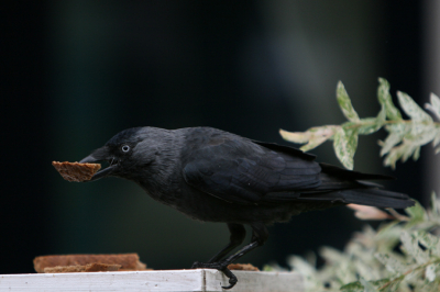Inplaats van de kleine vogeltjes had ik alleen maar kraaien op het voederplankje