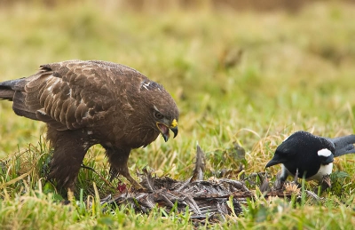 Nog een voorbeeld van het brutale gedrag van de eksters.  Zolang de buizerd maar te eten had durfden ze wel.