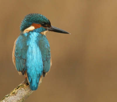 Op de bekende plaats op een hele stille grauwe maandagmorgen. Water was deels bevroren, verder niets te zien, alleen dit blauwe juweel