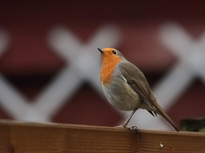 Deze foto wilde ik toch nog even laten zien. Hij is een tijdje terug genomen, en ik heb hem geprobeerd te bewerken.
Graag zou ik jullie mening horen of ik de goede kant op ga met bewerken.