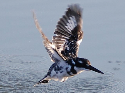 Bonte ijsvogel bij een hide (een plaats waar je beesten kunt spotten).
