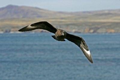 Ik was bezig met voorbereidingen voor een lezing over Patagoni en de Falklands en toen kwam ik deze tegen.
Dit is op Pebbles Island vlakbij een Rockhopper-kolonie en de Jager had het op de eieren voorzien.

Jack
http://www.dwaalgast.nl