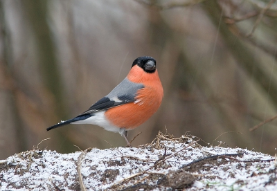 Goudvink in een sneeuwbui, sinds kort weer wat Goudvinken waargenomen