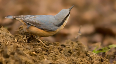 Vandaag wandelen met het gezin. Langs het pad lag een grote hoop paardenpoep. Dat trok een groep poepvinken, poepmezen, een poepborstje en deze poepklever aan. Lekker zaadjes en bees'jes pikken...