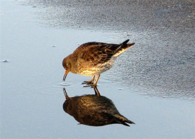Paarse strandlopers zitten misschien wel standaard op de Zuiderpier van Scheveningen maar het licht is niet altijd zo mooi.