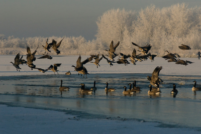 De foto opdracht van december met opderwerp winter/wintergast deed me denken aan deze foto gemaakt tijdens een  schaatstocht vorig jaar. Ik kwam dit wak tegen met deze Canadese Ganzen. Hij is jammer genoeg niet recent, maar wilde em toch insturen.