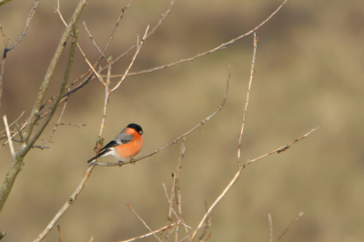 Een dagje gewandeld in de duinen en daar deze goudvink kunnen vastleggen, zat toch nog wel een beetje te ver weg.