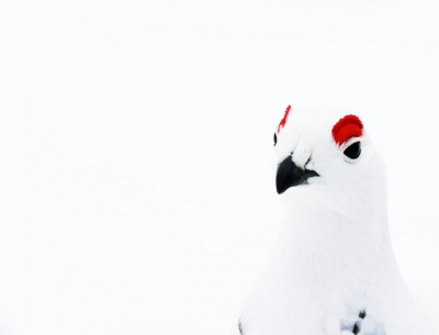 Deze nieuwesgierige moerassneewhoen achtervolgde mij tijdens een sneeuwschoenwandeling in fins lapland, en hij was totaal niet bang, dus kon ik erg dichtbij komen.