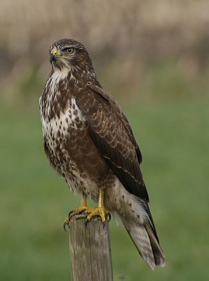 Heb lang getwijfeld  of ik deze zal inzenden er staan heel veel en mooie platen van deze vogels op de site Mijn besluit om het toch te doen is eigenlijk omdat ikzelf heel erg blij was met deze reeks waarvan dit er eentje is. Het waren de eerste die ik heb gemaakt van de buizerd vanaf  een plek  dermate dichtbij dat het gewoon bijna beeldvullend was.