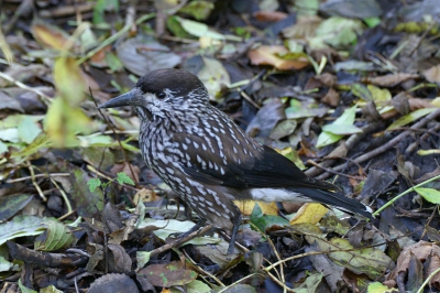 mistig weer maar de moeite waard voor deze bijzondere vogel.