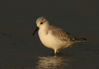 Dinsdag ben ik samen met jacco en hendrik jan naar scheveningen geweest.  Veel bewolking maar gelukkig ook een paar uur de zon. Foto's gemaakt van onder andere deze drieteenstrandloper.