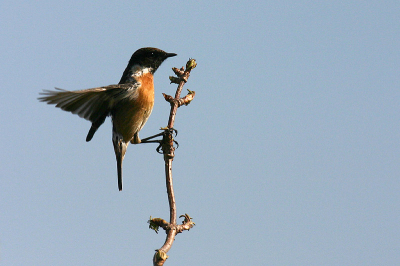 zelfde als in album gewone vogels maar verhelderd