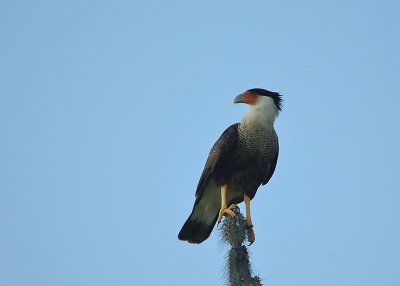 naast de visarenden de meest voorkomende roofvogels in de catussen