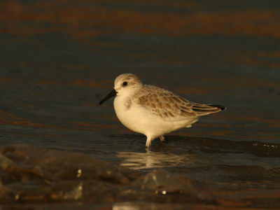 Hier nog een foto van dinsdag. Vinden jullie het gofje links storend? Canon EOS 400D + cosina 100-400