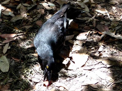 Deze ietwat schuwe maar toch brutale schooier kwamen we tegen in de bossen van de Blue Mountains, vlakbij Sydney. Een vreemd aanzicht doordat ik de foto van bovenaf heb genomen waarbij het een stukje appel onder me vandaan wegpikte. Ik vond het gele oog wel mooi afsteken zo.