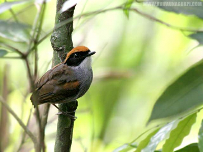 Family CONOPOPHAGIDAE (Gnateaters)
This photo was taken at Guapimirim City