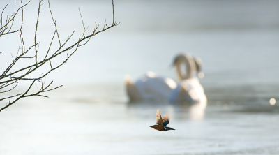 261208 1332u - druk bezig met ijsbrekende Knobbelzwanen in tegenlicht, kwam opeens deze IJsvogel in beeld zitten. En toen vloog 'ie weg!