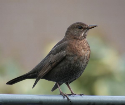 vauit mijn schuilhutje was het wachten op het winterkoninkje maar die kwam niet dus uit respect voor dit vrouwtje die me een paar uurtjes prettig gezelschap heeft gehouden van haar een portretje gemaakt