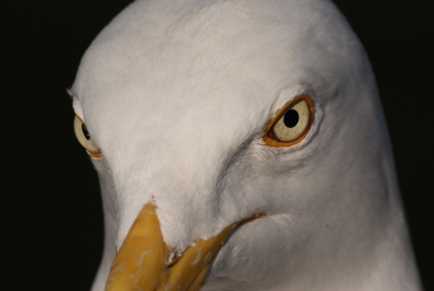 Op de veerboot naar texel zijn ontzettend veel meeuwen. Die erg brutaal zijn en dichtbij komen, dat gaf mij de gelegenheid om een close-up te maken.