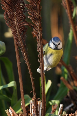 Eindelijk weer zon in de tuin en volop vogelactiviteit. Ik heb in de kou zitten azen op groenlingen maar toen kwam deze pimpel mij aanstaren. Wie bekijkt wie? Ik vind de kleurcombinatie met de varens mooi.