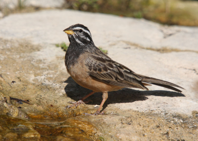 Common bird in southern Oman. Easy to photograph while drinking.