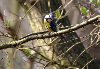 Zat mij met een scheef gezicht aan te kijken. Zou er een stijve nek van krijgen.
Minolta dynax 7D en sigma 50-500mm zoomlens.