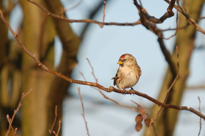 Gisteren voor het eerst een grote barmsijs gezien en gefotografeerd...ontdekte deze persoonlijke primeur tussen een groep van wel 40 foeragerende putters. Het blijft een heel apart en fijn gevoel om een vogel voor het eerst in je leven daadwerkelijk in de vrije natuur te ontmoeten