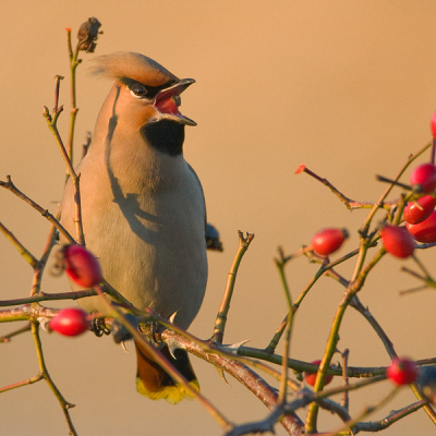 Een tweede plaat van de pestvogel die me op het eind van de middag nog wel een fraai beeld gunde. Bij deze gekozen voor een vierkante uitsnede. Ik twijfel wat hierbij het mooiste uitkomt.