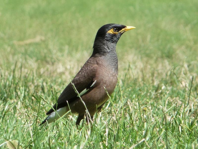 Liggend in het gras in een park in Melbourne, maakte ik deze foto van een Treurmaina. In de steden zijn deze vogels behoorlijk goed te benaderen.