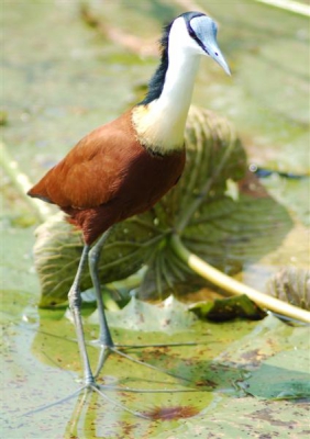 Foto gemaakt in het Kruger-Park bij een schitterende plas waar enorm veel verschillende soorten vogels langskwamen.