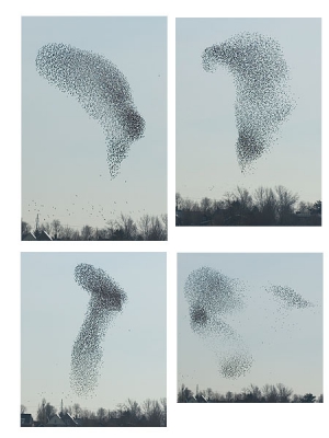 <i class='fa fa-user'></i> hans gebuis | Spreeuw  <i class='fa fa-eye'> 828</i>   <i class='fa fa-comment-o'> 8</i>