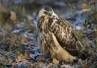 Een mooie maar koude dag , kwart over elf .Ik kon de buizerd benaderen tot een 5 meter afstand.Ik wilde hem plaatsen omdat ik hem ondanks de onscherpte de moeite waard vind.