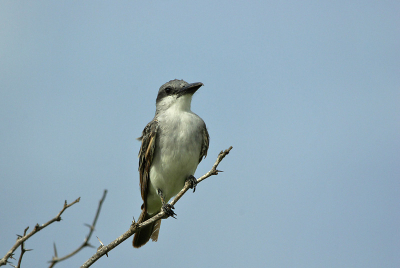 lijkt erg op een andere vogel die veel op bonaire voorkomt. maar deze vliegenvanger heeft een duidelijke zwarte oogstreep door het oog.