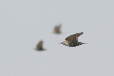 Vanf het telpunt vooral wat "alledaagse" soorten in de vlucht proberen te fotograferen. Deze sprak me wel aan met die twee onscherpe soortgenoten op de achtergrond.