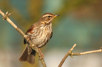 Noodgedwongen thuis zijn is minder, zeker als het weer zo nadrukkelijk uitnodigt om er op uit te trekken...toch maakt het veel goed als er dan zomaar sijsjes, appelvinken en goudvinken in je tuin aan het foerageren zijn...met name de waterplekken worden momenteel heel druk bezocht...klap op de vuurpijl was de koperwiek die zojuist voor de lens ging zitten...k hoefde alleen nog maar te klikken!