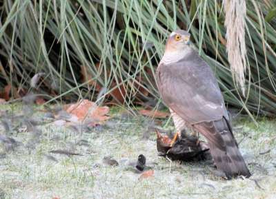 Vanochtend werd het altijd zo vredige tafreeltje van koolmeesjes, boomklevers, spechten, vinken en merels door deze havik ruw verstoord. Ik was net een beetje met de instellingen van mijn camera bezig en heb deze foto snel door het raam gemaakt.