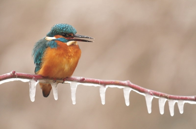 "alleen als  ie ijs- en ijskoud is!"
s-Nachts strenge vorst en mist in Hongarije.
Voor iedereen die nog niet moe is van alle ijsvogels.