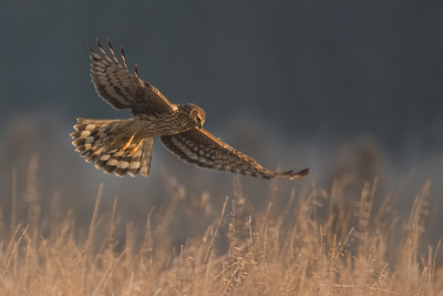 Het valt nu niet mee voor de kiekendieven om nog wat eetbaars te vinden. Zij zat dus veel in de lucht en dat is wel eens anders. Het blijft een fraai gezicht hoe ze vlak boven het bevroren riet scheert en af en toe een haakse bocht naar beneden maakt.