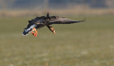 Geruime tijd geparkeerd gestaan bij duizenden fouragerende ganzen. Hierbij probeerde ik landende ganzen op de plaat te krijgen. Hier een landende Kolgans vlak voor de landing in een grote, gemengde groep.