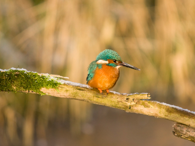 De laatste ijsvogel van het jaar? In ieder geval mijn aller eerste. Bijzonder moment zo'n eerste ontmoeting met deze kleine gigant