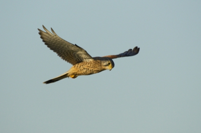 Op de terugweg van brouwersdam kwam ik deze valk al biddend tegen.